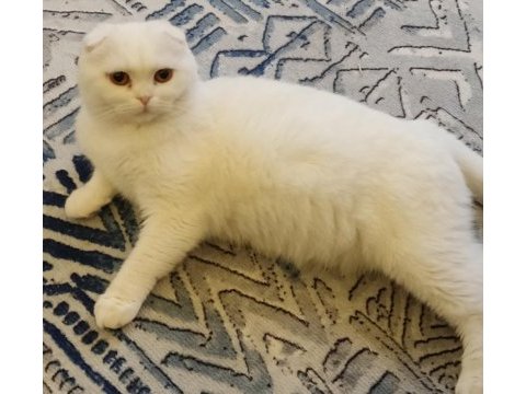 2.5 yaşındaki scottish fold kızım