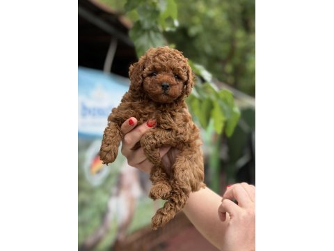 Micro teacup kore red poodle