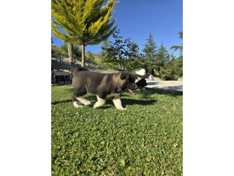 Safkan amerikan akita
