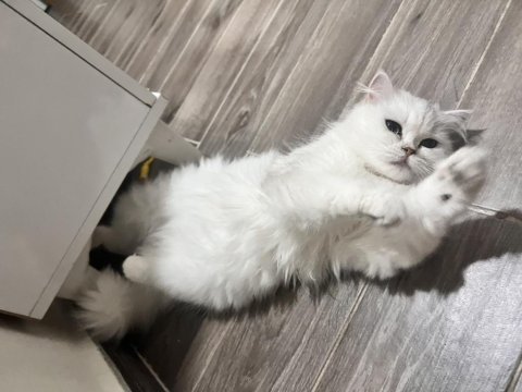 Uygun british longhair kedimiz