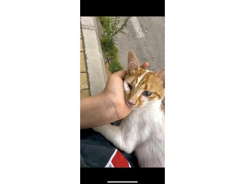 Tamamen ücretsiz masmavi tatlı mı tatlı bir kedimiz