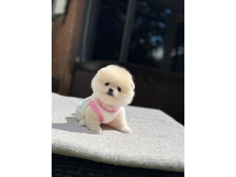Sağlık ve ırk garantili pomeranian köpeğimiz