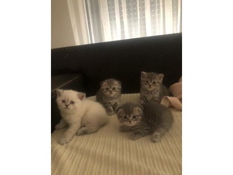Blue point british shorthair yavrular