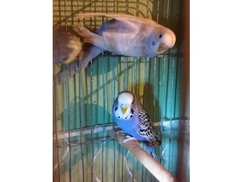 Bebek muhabbet kuşu yavrular