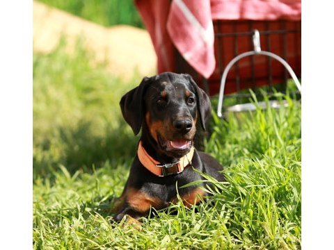 Avrupa king doberman yavruları ruhsatlı çiftlikten