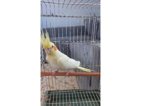 Damızlık yavru alınmış garanti dişi sultan papağanı
