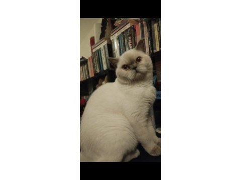 British blue eyes dişi ücretsiz