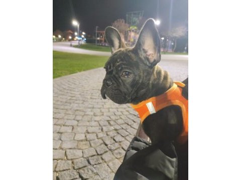French bulldog köpeğimiz zed için yuva arıyoruz