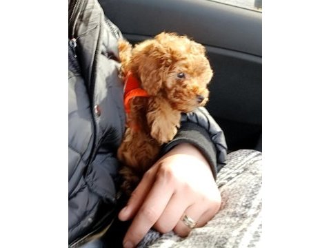 40 günlük poodle yavrumuz sahiplendirmek istiyorum