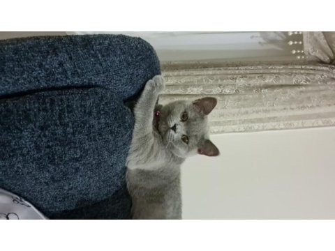 British shorthair dişi kedimiz