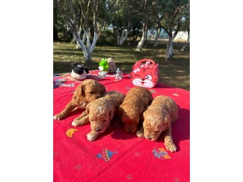 Poodle bebekler