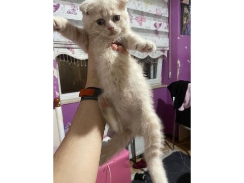 Scottish fold yavrularımız