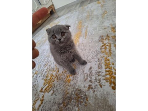 Scottish fold 2,5 aylık olup tuvalet eğitimi tamamlanmıştır