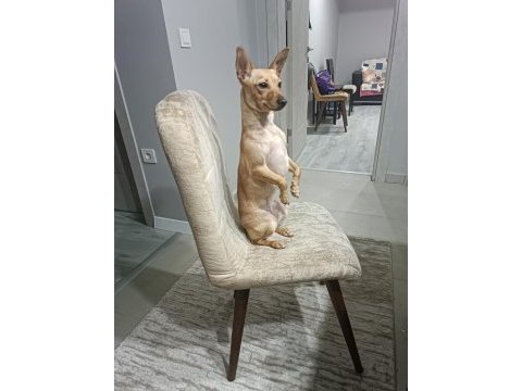Köpeğimiz nisan hanıma yeni aile arıyoruz