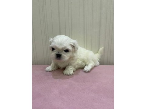 Maltipoo köpeğimiz süslü yeni ailesini arıyor eğitimli