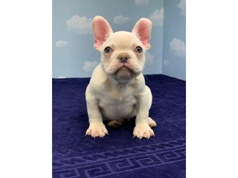 Muhteşem kalite platin french bulldog dişi