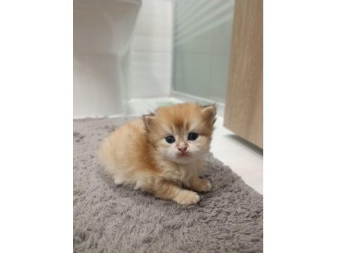 British longhair kedilerimiz