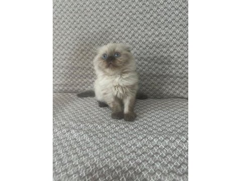 Scottish fold yavrularımız kendi kedilerimiz