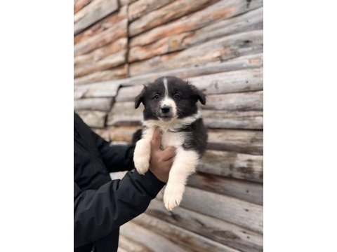 Her eve uygun border collie bebekler