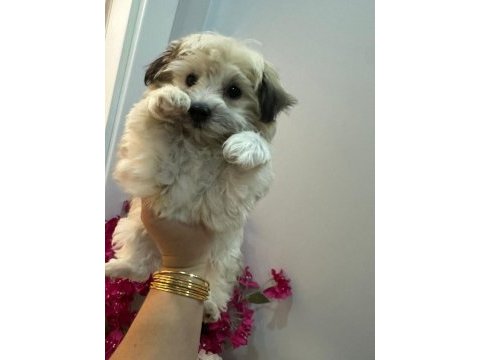 Morkie yavrum 2 buçuk aylık