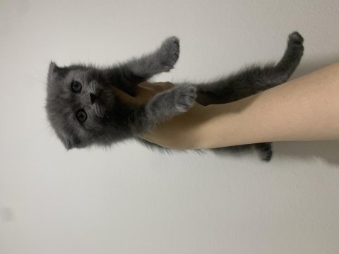 Scottish fold blue