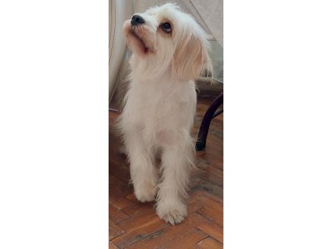 Ücretsiz 3 yaşında köpeğimiz
