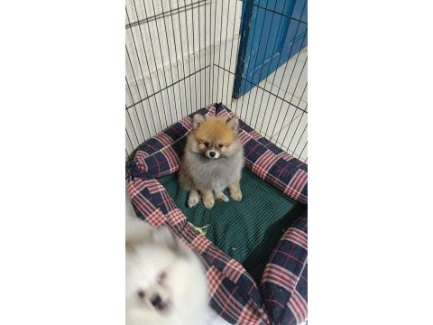 Pomeranian yavrular için ulaşabilirsiniz