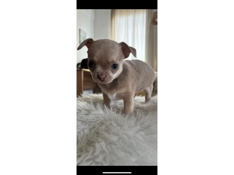 2 aylık chihuahua yavrularımıza yuva arıy oruz