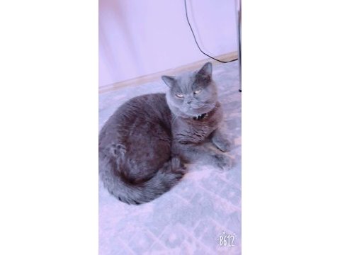 Ücretsiz british shorthair