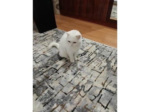 Ücretsiz sahiplendirme kedimiz eğitimli oyun kedisi