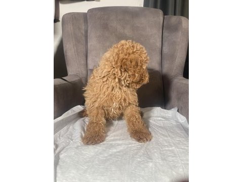 1 no erkek maltıpoo oğlumuz