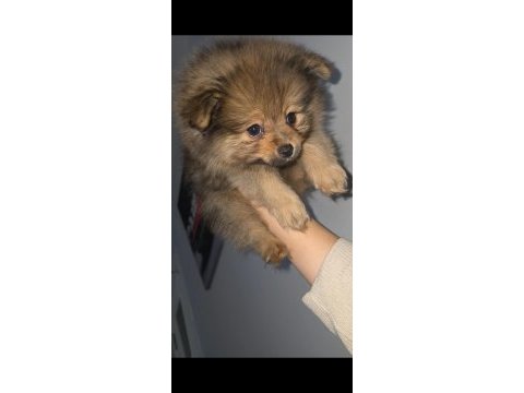 Saf pomeranian boo erkek yavru