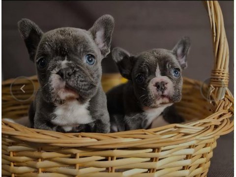 Mükemmel standartlarda french bulldog yavruları