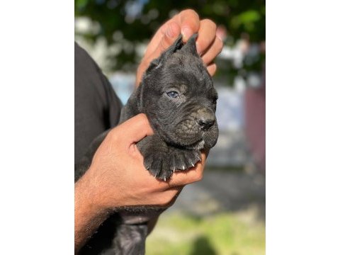 Cane corso blue ve black