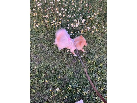 Çok güzel pomeranian dişi 1 yaşında acil