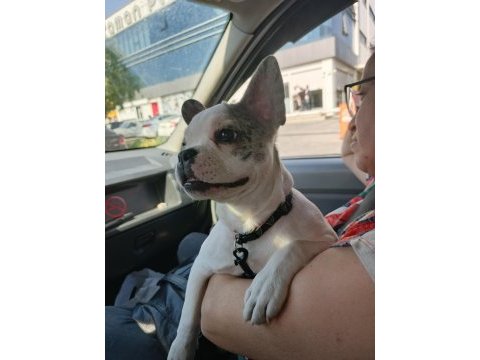 Fransız bulldog son 1 yavru