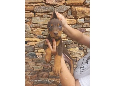 A kalite king doberman yavrular