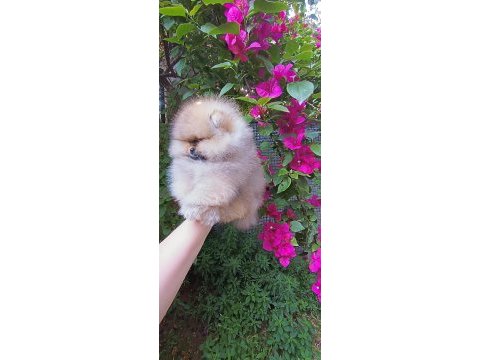 Üst kalite sıfır burun pomeranian boo turuncu dişi