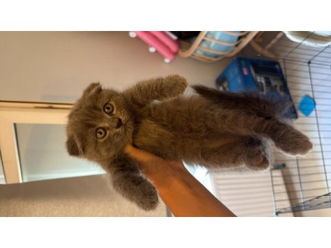 Kaliteli scottish fold yavrularım sahiplerini bekliyor