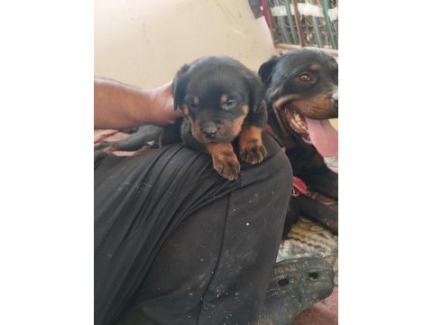 Orijinal rottweiler bebekler