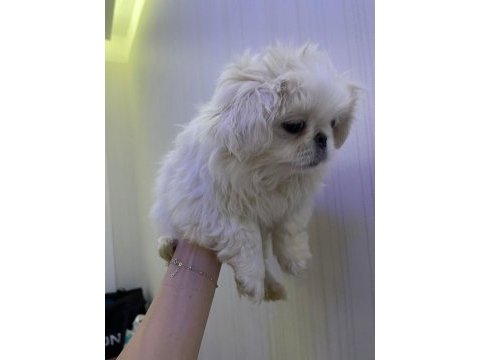 Pekinez köpeği yavrular