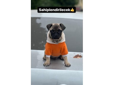 Pug 3 aylık asilari felan vardir ucretli ciddi alicilar