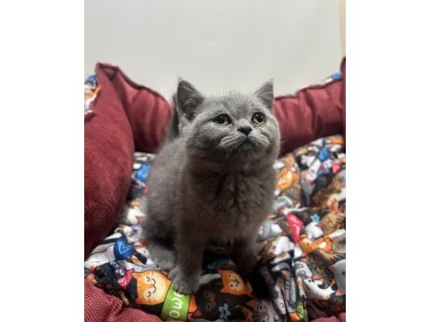 Gri british shorthair