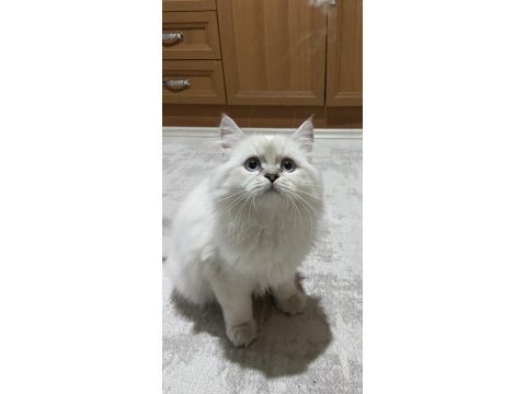 Oyuncu british longhair erkek