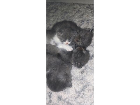 3 haftalık scottish fold yavrular
