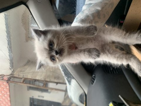 Bebek blue point british longhair