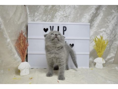 Dikkat çekici güzellikte scottish fold yavrumuz