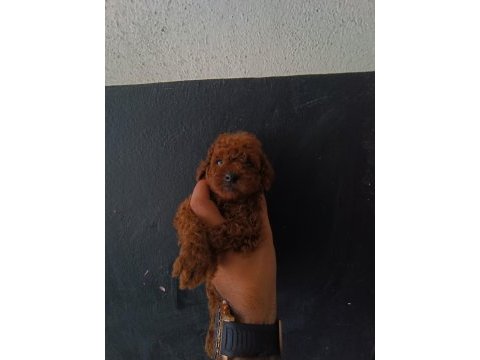 Kore ve toy poodle yavruları