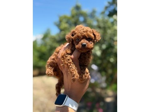Büyürmeyen aşılı çiş eğitimli toy poodle 