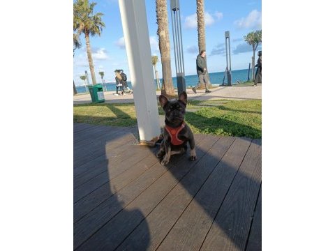 Tuvalet eğitimli akıllı genç french bulldog dişi